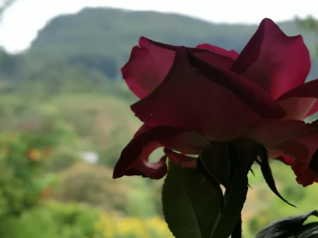 The Diary Hotel Ella Ngoại thất bức ảnh
